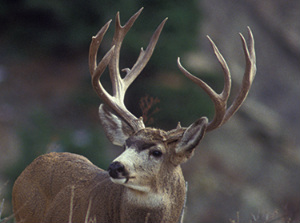 Guided Hunting Trips