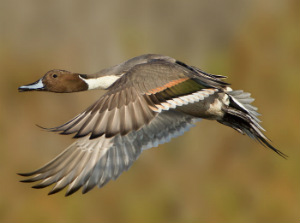 Park Ranch Duck Club